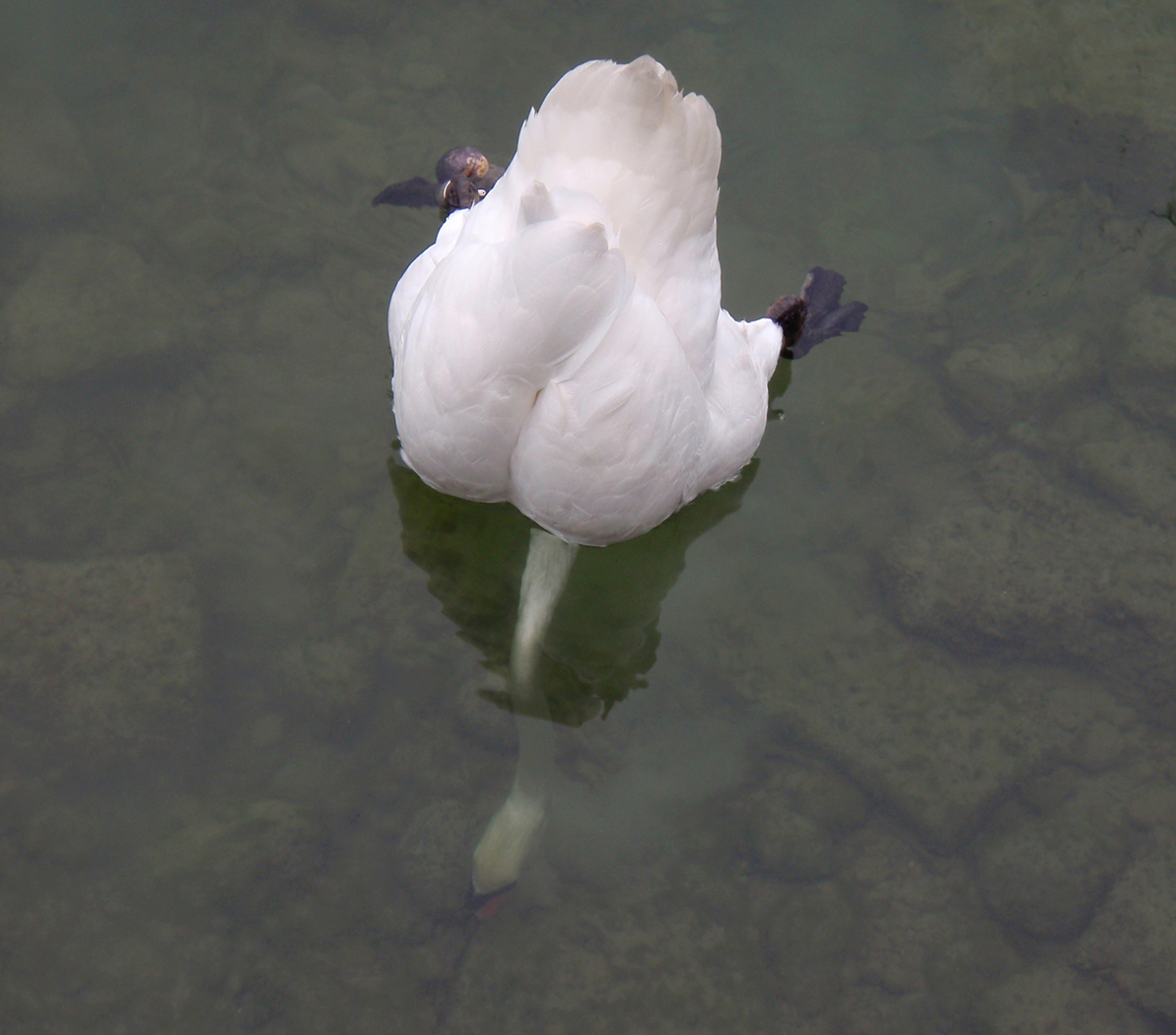  Swan